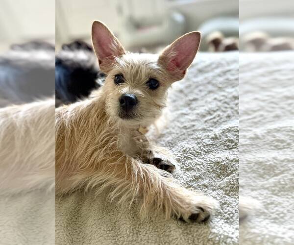 Medium Photo #5 Mutt Puppy For Sale in Katy, TX, USA