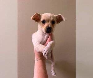 Chihuahua-Unknown Mix Dogs for adoption in Canton, CT, USA