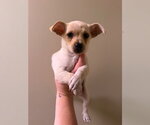Small Chihuahua Mix