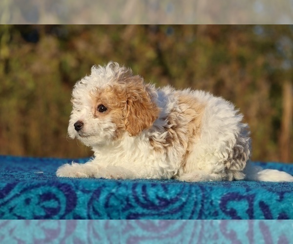 Medium Photo #11 Goldendoodle (Miniature) Puppy For Sale in DYERSBURG, TN, USA