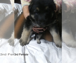 German Shepherd Dog Puppy for sale in EUDORA, KS, USA