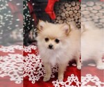 Small Photo #3 Pomeranian Puppy For Sale in LAS VEGAS, NV, USA