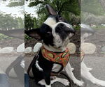 Small #1 Faux Frenchbo Bulldog
