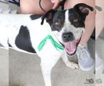 Small #5 Lab-Pointer