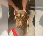 Small American Pit Bull Terrier Mix