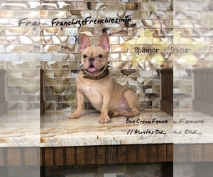 Medium French Bulldog