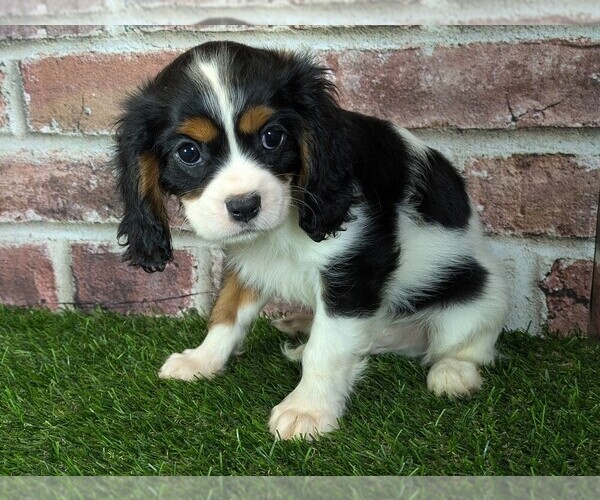 Medium Photo #12 Cavalier King Charles Spaniel Puppy For Sale in MOBERLY, MO, USA