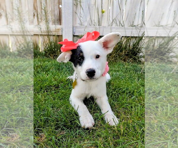 Medium Photo #14 Border Collie-Unknown Mix Puppy For Sale in Sandy, UT, USA