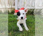 Small #13 Border Collie Mix
