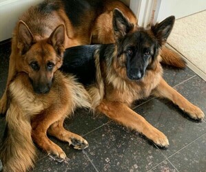 German Shepherd Dog Puppy for sale in CULPEPER, VA, USA