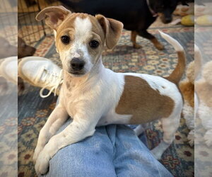 Chiweenie Dogs for adoption in Batavia, OH, USA