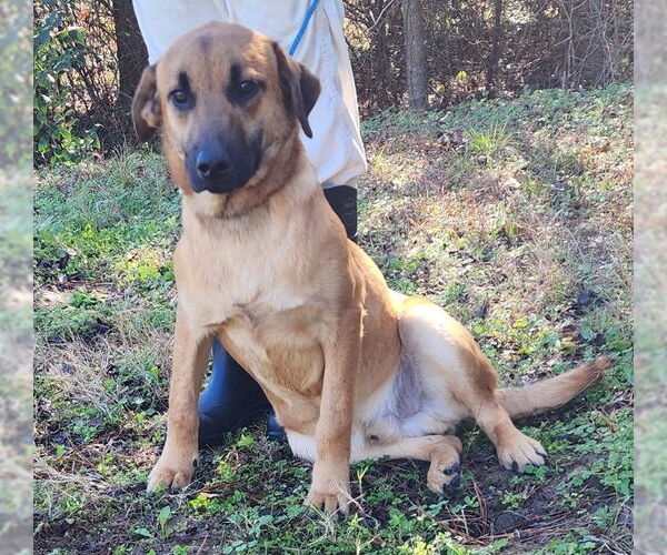 Medium Photo #8 Mutt Puppy For Sale in Wetumpka, AL, USA