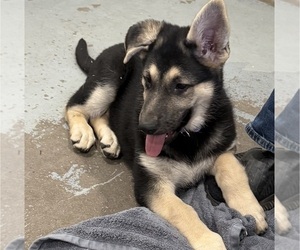 German Shepherd Dog Puppy for Sale in BRIGHTON, Colorado USA