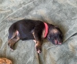 Small Photo #12 German Shepherd Dog Puppy For Sale in PINON HILLS, CA, USA