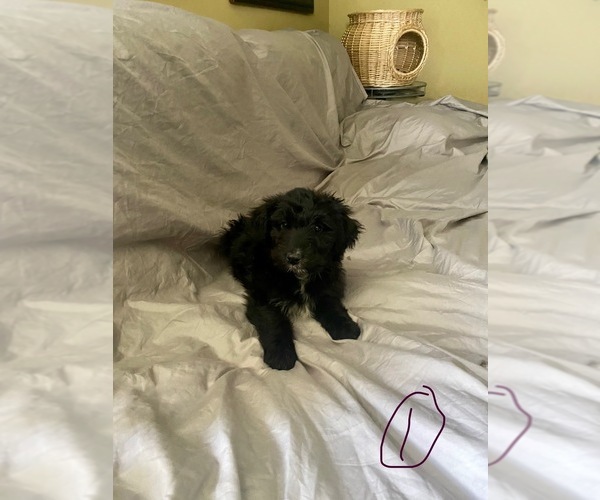 Medium Photo #5 Aussiedoodle Puppy For Sale in DOVER, MO, USA