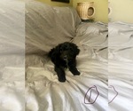Small Photo #5 Aussiedoodle Puppy For Sale in DOVER, MO, USA