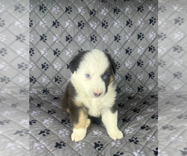 Medium Photo #11 Australian Shepherd Puppy For Sale in SALISBURY, NC, USA