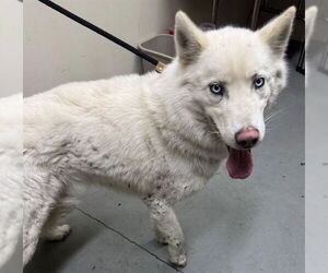 Siberian Husky-Unknown Mix Dogs for adoption in Anchorage, AK, USA