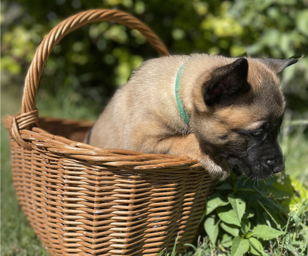 Medium Photo #5 Belgian Malinois Puppy For Sale in S CHARLESTON, WV, USA