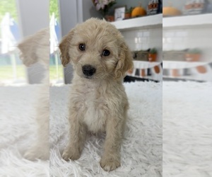 Aussiedoodle Miniature Puppy for sale in INDIANAPOLIS, IN, USA