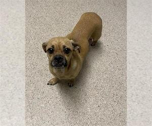 Chug Dogs for adoption in Bakersfield, CA, USA