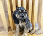 Puppy Harvey Cocker Spaniel