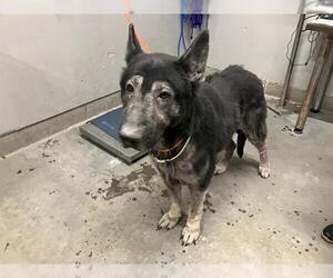 German Shepherd Dog Dogs for adoption in Camarillo, CA, USA