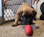 Small #1 Dutch Shepherd Dog