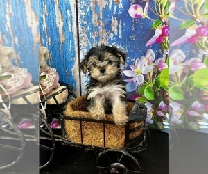 Alaskan Malamute Puppy for sale in CASSVILLE, MO, USA