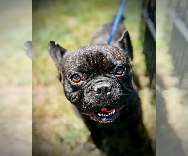 Medium Photo #4 French Bulldog Puppy For Sale in Pacolet, SC, USA