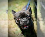 Small #3 French Bulldog