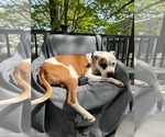 Small #1 Boxer Mix