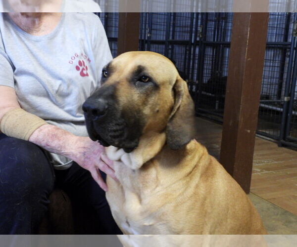 Medium Photo #6 Fila Brasileiro Puppy For Sale in Jasper, AL, USA