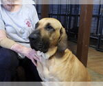 Small #5 Fila Brasileiro