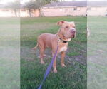 Small #3 American Pit Bull Terrier Mix