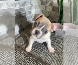 French Bulldog Puppy for sale in LAS VEGAS, NV, USA