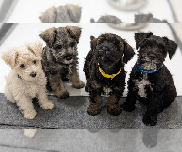 Medium Photo #1 Schnauzer (Miniature) Puppy For Sale in WINONA, TX, USA