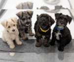 Image preview for Ad Listing. Nickname: Litter of 4