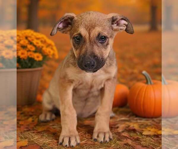 Medium Photo #5 American Pit Bull Terrier-Unknown Mix Puppy For Sale in Talladega, AL, USA