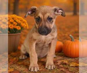 Avalon 26/796 - Female American Pit Bull Terrier-Unknown Mix Dog for Adoption - Photo #5