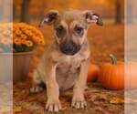 Small Photo #5 American Pit Bull Terrier-Unknown Mix Puppy For Sale in Talladega, AL, USA