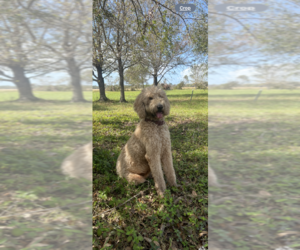 Mother of the Goldendoodle (Miniature) puppies born on 08/12/2025