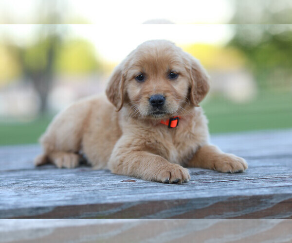 Medium Photo #1 Golden Retriever Puppy For Sale in FREDONIA, KY, USA