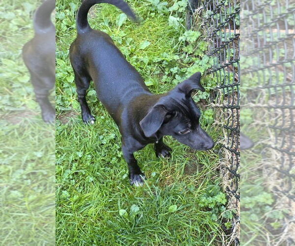 Medium Photo #6 Italian Greyhound-Unknown Mix Puppy For Sale in Arlington, WA, USA