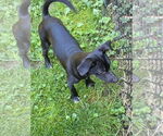 Small #5 Italian Greyhound Mix