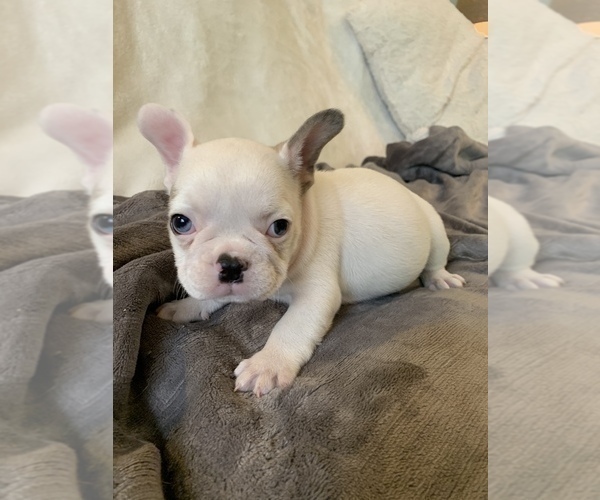 Medium Photo #9 French Bulldog Puppy For Sale in JOHNS ISLAND, SC, USA
