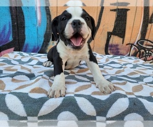 Olde English Bulldogge Puppy for Sale in FONTANA, California USA