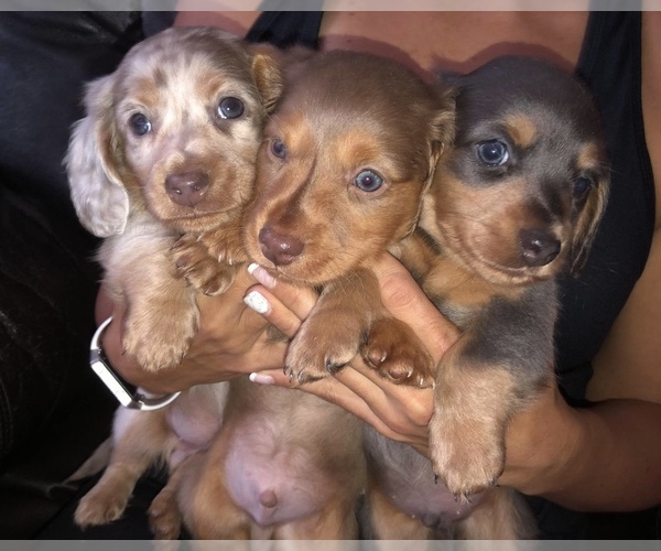 Medium Photo #1 Dachshund Puppy For Sale in CO SPGS, CO, USA