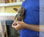 Small Photo #1 Chihuahua Puppy For Sale in FLOWOOD, MS, USA