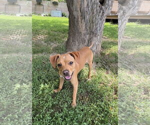 Beagle-Chihuahua Mix Dogs for adoption in Omaha, NE, USA